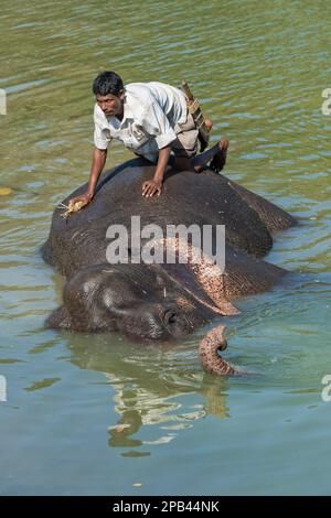 Mahout wäscht seinen indischen Elefanten (Elephas maximus indicus) im Fluss, Kaziranga-Nationalpark, Assam, Indien, Asien Stockfoto