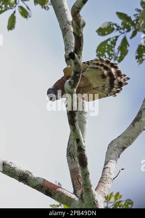 Doppelzahndrachen (Harpagus bidentatus fasciatus), Erwachsener, Sonne nach Regenschauer, auf einem Ast sitzend, Pipeline Road, Panama, Mittelamerika Stockfoto