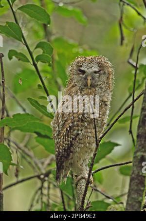 Afrikanische Tawny-Eule (Strix woodfordii woodfordiii), Jugendliche, mit nassem Gefieder nach Regen, auf einem Ast sitzend, Mount Sheba, Mpumalanga, Südafrika, A. Stockfoto