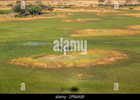 Luftaufnahme der Landschaft, Tierpfade, Bäume und Grünland des Okavango-Deltas. Okavango Delta, Botsuana, Afrika Stockfoto