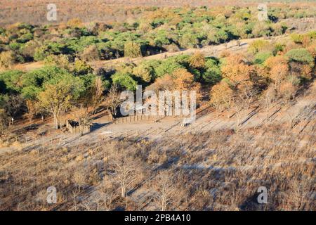 Luftaufnahme der Landschaft, Tierpfade, lokales Bauernhaus und Tiere zwischen Bäumen und Wäldern. Okavango Delta, Botsuana, Afrika Stockfoto