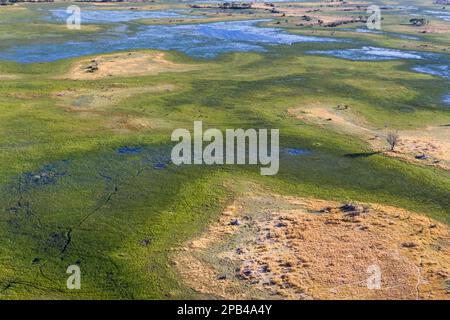 Luftaufnahme der Landschaft, Tierpfade, Bäume und Grünland des Okavango-Deltas. Okavango Delta, Botsuana, Afrika Stockfoto