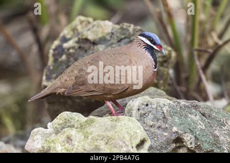 Kubanische Taube, kubanische-Erdtaube, blauköpfige Wachteltaube (Starnoenas cyanocephala), kubanische-Blaukopftaube, Partridge-Taube, kubanische Taube, kubanische Erde Stockfoto