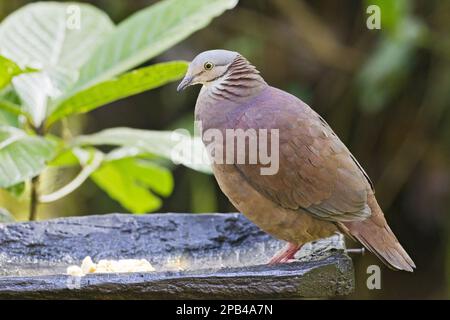 Peru Wachteltaube, Weißkopftaube (Geotrygon frenata), Peru Wachteltaube, rosa Wachteltaube, Tauben, Tiere, Vögel, weißer Quai Stockfoto