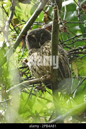 Ciccaba virgata, melierte Eulen (Strix virgata), melierte Eulen, Eulen, Tiere, Vögel, Eulen, melierte Eule, ausgewachsene, bei Regen auf einem Ast, El Valle Stockfoto