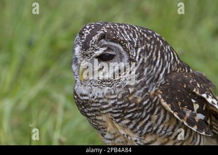 Chaco Eule (Strix chacoensis), Chaco Eule, chaco Eule, Eulen, Tiere, Vögel, Eulen, Chaco Owl, Erwachsene, Nahaufnahme des Kopfes (gefangen) Stockfoto