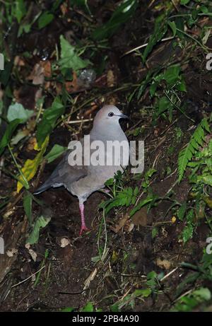 Graubrusttaube (Leptotila cassinii cerviniventris), Erwachsener, steil abfallend, Panacam, Honduras, Mittelamerika Stockfoto