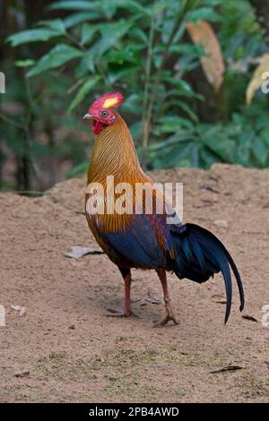 Gallus lafayettii, Ceylon-Hühnchen, Lafayette-Hühnchen, sri-lankische Dschungelvögel (Gallus lafayetii), Hühnchen, Tiere, Vögel, Sri-lankische Jungvögel Stockfoto