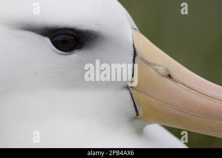 Schwarzbraun-Albatros, Diomedea melanophris, Auge und Schnabel Stockfoto