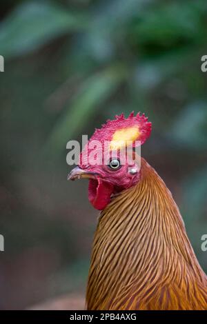 Gallus lafayettii, Ceylon-Hühnchen, Lafayette-Hühnchen, sri-lankische Dschungelvögel (Gallus lafayetii), Hühnchen, Tiere, Vögel, Sri-lankische Jungvögel Stockfoto