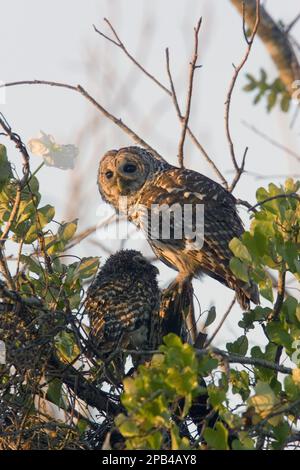 Eulen (Strix varia), Eulen, Tiere, Vögel, Eulen, Mit Young Stockfoto