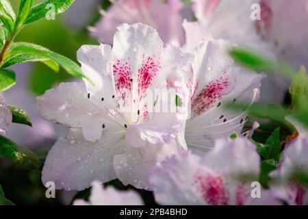 Wunderschöne weiße und rosafarbene Rhododendron-Blumen, selektiver Fokus Stockfoto