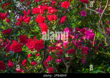 Leuchtende rote Blumen im Garten. Selektiver Fokus auf den Vordergrund Stockfoto