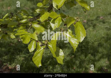 Parrotia, persisches Eisenholz (Parrotia persica), persisches Eisenholz, Hexenhaselfamilie, Frühlingsblätter aus persischem Eisenholz Stockfoto