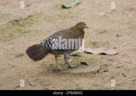 Gallus lafayettii, Junghuhn, weiblich, lafayetii, Ceylon-Huhn, Lafayette-Hühnchen, Gelbkammhähnchen, Ceylon-Hühner, Lafayette-Hühner, schreien Stockfoto