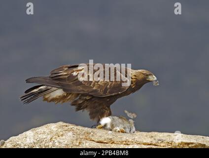 Goldadler (Aquila chrysaetos homeyeri), ausgewachsen, Fütterung von der Beute des europäischen Kaninchens (Oryctolagus cuniculus), Castilla y León, Spanien, Stockfoto