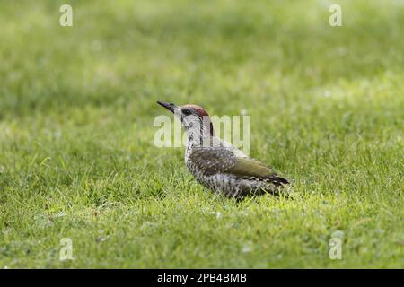 Grüner Specht, europäischer grüner Specht (Picus viridis), Specht, Tiere, Vögel, Specht, Junghühner Green Woodpecker, der sich von Garten La ernährt Stockfoto