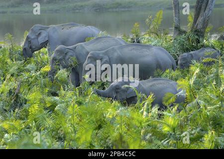 Asiatischer indischer Elefant (Elephas maximus indicus), ausgewachsene Weibchen und Kälber, Herde, die sich inmitten der Vegetation am Flussufer, Nebenfluss des Brahmapu, ernährt Stockfoto