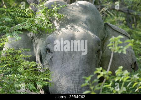 Asiatischer indischer Elefant (Elephas maximus indicus), unreifer Mann, Nahaufnahme des Kopfes, inmitten der Vegetation im Wald, Jim Corbett N. P. Uttarkhand, Indien, Asien Stockfoto