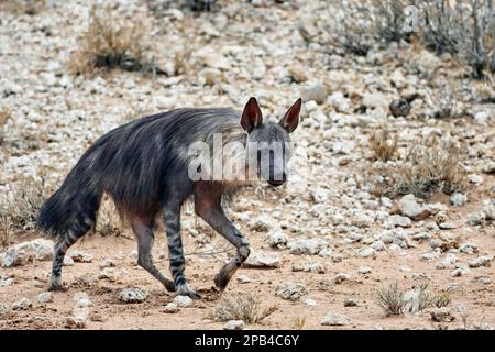 Braune Hyänen (Parahyaena brunnea), Hyena, Hyänen, Hunde, Raubtiere, Säugetiere, Tiere, Brown Hyena Hyena Stockfoto