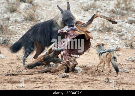 Braune Hyäne (Hyaena brunnea), ausgewachsen, Fütterung von Schlachtkörpern von Hartbeeren (Alcelaphus buselaphus caama), mit ausgewachsenem Schakal (Canis mesomelas), Stockfoto