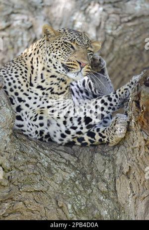 Afrikanischer Leopard (Panthera pardus pardus), erwachsen, kratzend, ruht in Akazienbaum auf Savanne, Serengeti N. P. Tansania Stockfoto