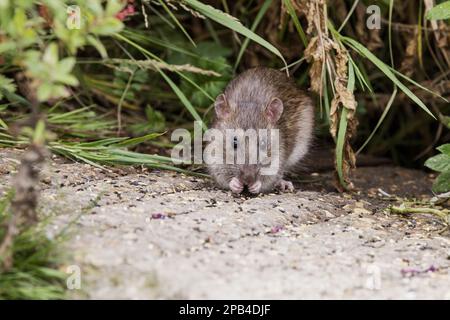 Braune Ratte (Rattus norvegicus), ausgewachsene Tiere, Fütterung von verschüttetem Getreide, Salthouse, Norfolk, England, Vereinigtes Königreich, Europa Stockfoto