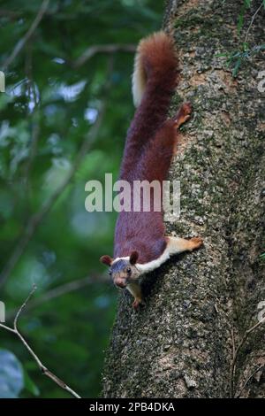 Indisches Riesenhörnchen (Ratufa indica), Erwachsener, Baumstamm, Goa, Indien, Asien Stockfoto