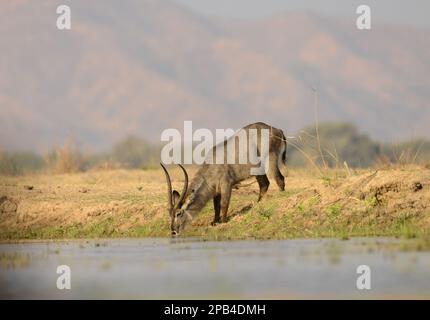 Wasserbuck, Wasserbuck, Antilopen, Huftiere, Huftiere mit geraden Zehen, Säugetiere, Tiere, gewöhnlicher Wasserbuck (Kobus ellipsiprymnus) männlich, trinkend, Mana Stockfoto