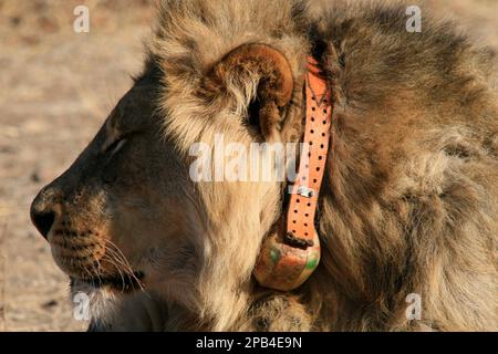 Afrikanischer Löwe Löwe Löwe, Löwe, Raubkatzen, Raubtiere, Säugetiere, Tiere, männlicher Löwe mit Funkhalsband, Mashatu Südafrika Stockfoto