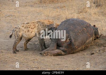 Gefleckte Hyänen, gefleckte Hyänen, Hyänen, Hunde, Raubtiere, Säugetiere, Tiere, ein Paar gefleckte Hyänen, die einen Nilpferd fressen, Sabi Sands, South A Stockfoto