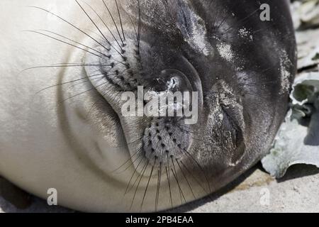 Südliche Elefantenrobben, südliche Elefantenrobben (Mirounga leonina), Meeressäuger, Raubtiere, Robben, Säugetiere, Tiere, südliche Elefantenrobbe, Welpe Stockfoto