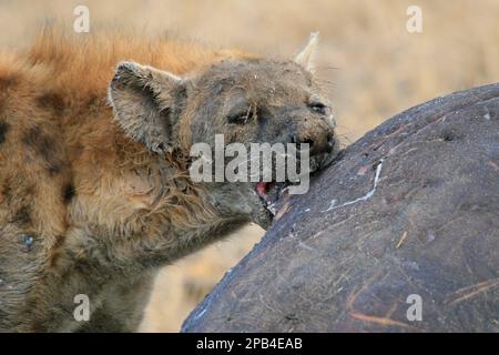 Gefleckte Hyänen, gefleckte Hyänen, Hyänen, Hunde, Raubtiere, Säugetiere, Tiere, gefleckte Hyänen, die Nilpferde fressen, Sabi Sands, Südafrika, AFR Stockfoto