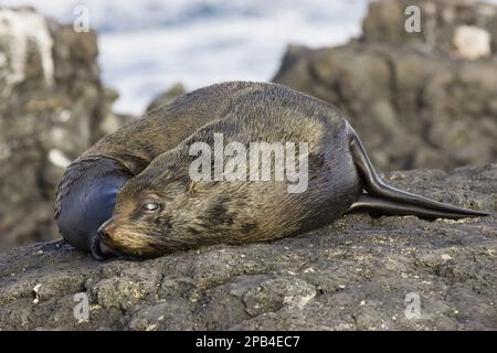 Südliche Seebären (Arctocephalus), Meeressäuger, Raubtiere, Robben, Säugetiere, Tiere, Galapagos-Seehunde galapago Stockfoto