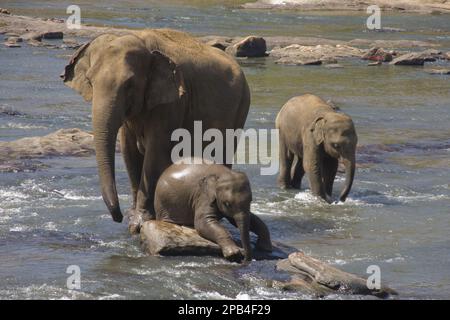 Asiatischer Elefant, indischer Elefant, asiatische Elefanten, indische Elefanten, Elefanten, Säugetiere, Tiere, junge asiatische Elefanten, die auf Flussfelsen ruhen, mit Werbung Stockfoto