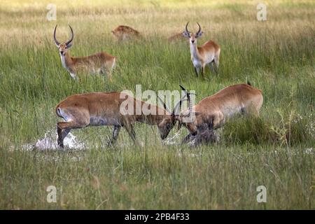 Rote Litschi-Antilope, rote Litschi-Antilope, rote Litschi-Antilope, rote Litschi-Antilopen, Huftiere, gleichförmige Huftiere, Säugetiere, Tiere, zwei Stockfoto