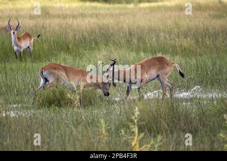 Rotlewe Wasserbuck, Rotlewe Antilope, Rotlewe Wasserbuck, Rotlewe Antilope, Antilopen, Huftiere, gleichförmige Huftiere, Säugetiere, Tiere, zwei Stockfoto