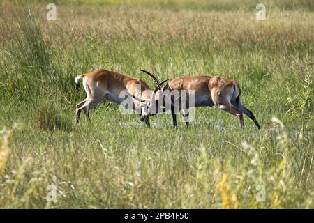 Rote Litschi-Antilope, rote Litschi-Antilope, rote Litschi-Antilope, rote Litschi-Antilopen, Huftiere, gleichförmige Huftiere, Säugetiere, Tiere, zwei Stockfoto