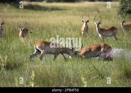 Rote Litschi-Antilope, rote Litschi-Antilope, rote Litschi-Antilope, rote Litschi-Antilopen, Huftiere, gleichförmige Huftiere, Säugetiere, Tiere, zwei Stockfoto