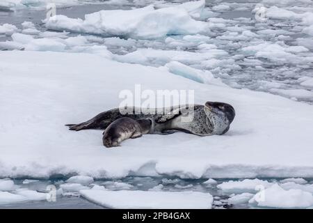 Leopard Seal pflegte ihren Welpen auf einem Eisfluss in der Antarktis Stockfoto