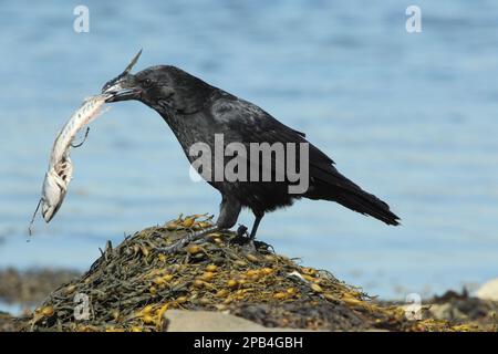 Aaskrähe (Corvus corone), ausgewachsen, mit toter atlantischer Makrele (Scomber scombrus) im Schnabel, auf Seetang stehend, Flotte, Chesil Beach, Stockfoto