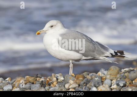 Kaspische Möwe (Larus cachinnans), Erwachsene, nicht zuchtende Gefieder, auf Kieselstrand stehend, Cromer, Norfolk, England, Vereinigtes Königreich, Europa Stockfoto