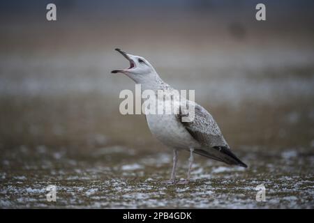 Kaspische Möwe (Larus cachinnans) unreif, erste Winterzucht, ruft, Hortobagy N. P. Ungarn Stockfoto