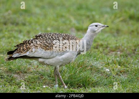 Großtrappe (Otis tarda), Erwachsene Frau, mit Beinringen, auf Gras stehend, im Rahmen eines Wiedereinführungsprojekts entlassen, Wiltshire, England, United Stockfoto