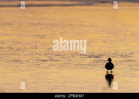 Mallard Duck (Anas platyrhynchos), Erwachsener, steht auf gefrorenem Wasser, Silhouette bei Sonnenaufgang, Oare Marshes Nature Reserve, Oare, Kent, England, United Stockfoto