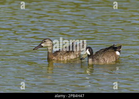 Blauflügelteulen (Anas disors), Enten, Gänse, Tiere, Vögel, Blue-Winged Teal Erwachsenenpaar, Schwimmen, Golfküste, utricularia ochroleuca (U.) (U.) S. Stockfoto