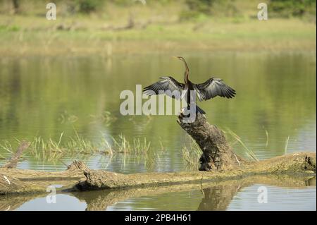 Melanogaster, India Darter, african Darter (Anhinga rufa), Indian Darter, Indian Darters, Ruderfeet, Animals, Vögel, Orientalischer Darter Anhing Stockfoto