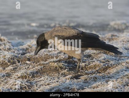 Kapuzenkrähe (Corvus cornix), Erwachsene, Futtersuche auf frostbedecktem Boden, Hortobagy N. P. Ungarn Stockfoto