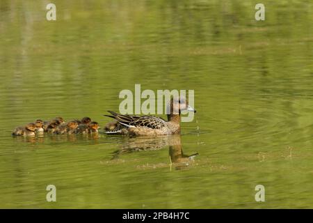 Eurasian Wigeon (Anas penelope), Erwachsene Frau mit Entenküken, schwimmend, Nordost-Island Stockfoto