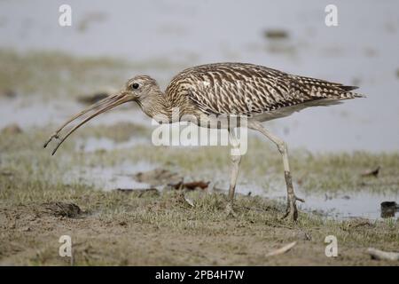 Großer Curlew (Numenius arquata orientalis), Erwachsener, nicht zuchtende Gefieder, mit Beute im Schnabel, auf Schlammgebieten wandern, May Po, New Territories, Hongkong, Ch Stockfoto